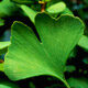 ginkgo1