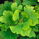 ginkgo2