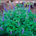 veronika_spicata_sunny_border_blue